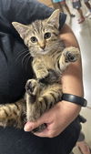 adoptable Cat in aurora, IN named BridgerCats : Simon