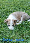 adoptable Dog in aurora, IN named Kentucky County : Boone
