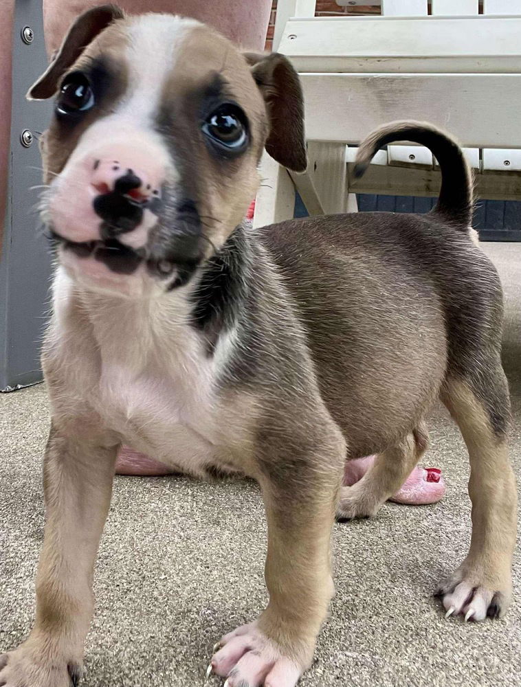 adoptable Dog in Aurora, IN named Precious Gems : Pearl