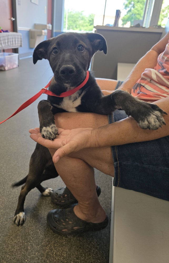 adoptable Dog in Aurora, IN named Cindy Mindy