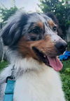 adoptable Dog in  named Beau