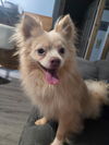 adoptable Dog in aurora, IN named Nike Swoosh