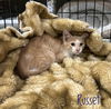 adoptable Cat in aurora, IN named Russet Kitty