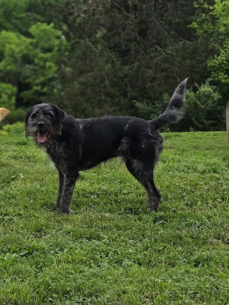 adoptable Dog in Aurora, IN named Smoke