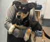 adoptable Dog in  named Chilly Chica