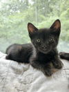 adoptable Cat in aurora, IN named Harrison 5 : Harrison