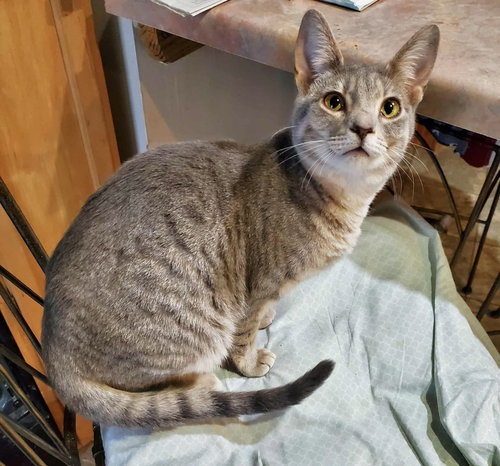 picture of the cat needing adoption