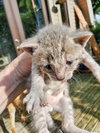 Harrison 5 : Leonardo - Photo 4