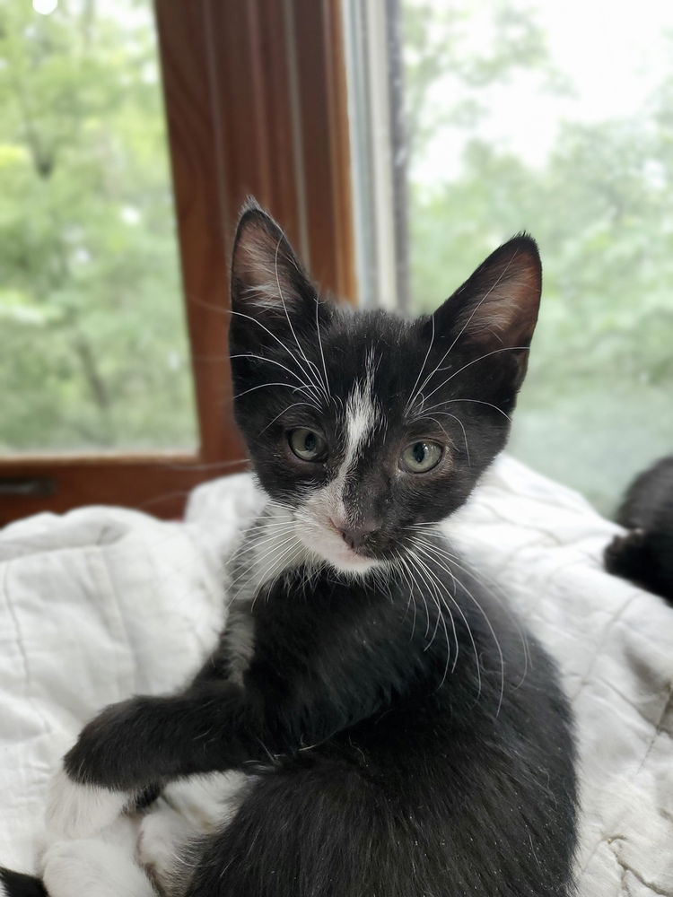 adoptable Cat in Aurora, IN named Harrison 5 : Sam