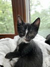 adoptable Cat in aurora, IN named Harrison 5 : Sam