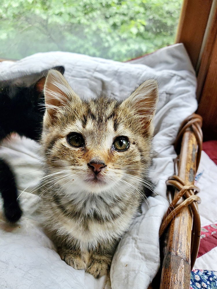 adoptable Cat in Aurora, IN named Hogans : Nickel