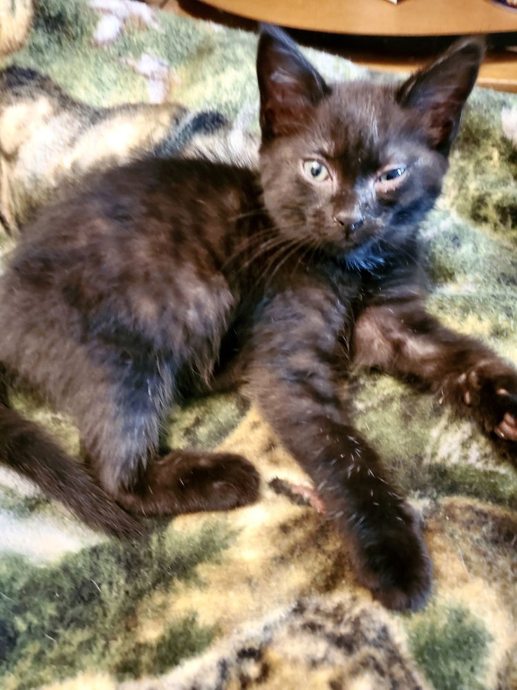 adoptable Cat in Aurora, IN named Black Cats : Noir