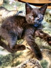 adoptable Cat in Aurora, IN named Black Cats : Noir