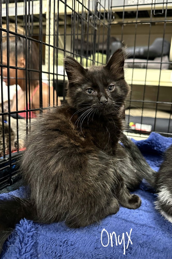 adoptable Cat in Aurora, IN named Black Cats : Onyx