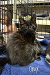 adoptable Cat in  named Black Cats : Onyx