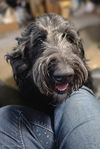 adoptable Dog in aurora, IN named Phoebe Doo