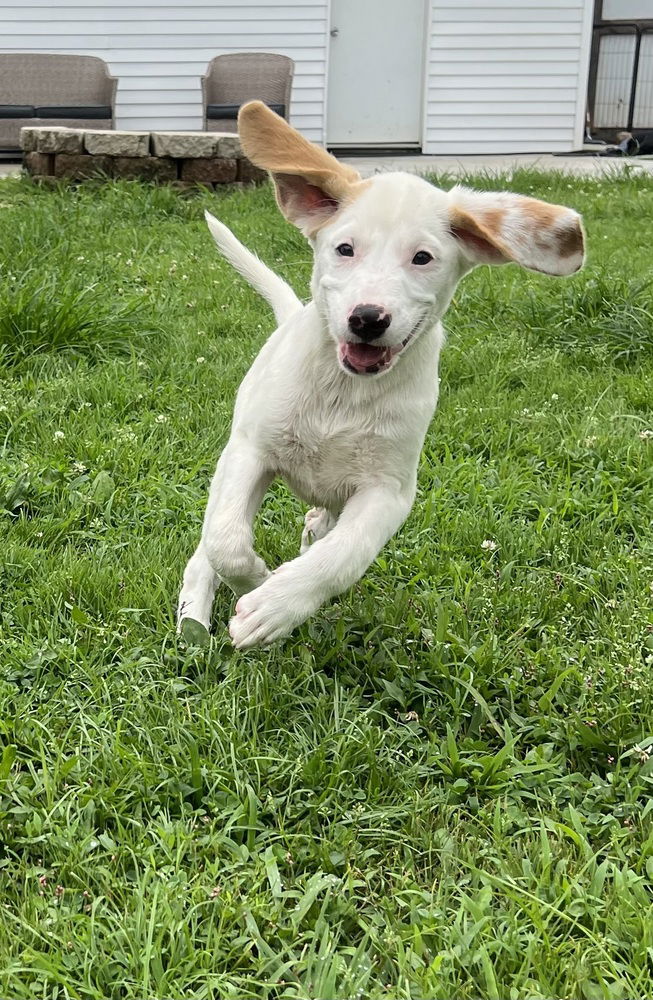 adoptable Dog in Aurora, IN named X for : Xena