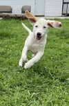 adoptable Dog in aurora, IN named X for : Xena