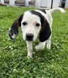 adoptable Dog in aurora, IN named X for : Xia