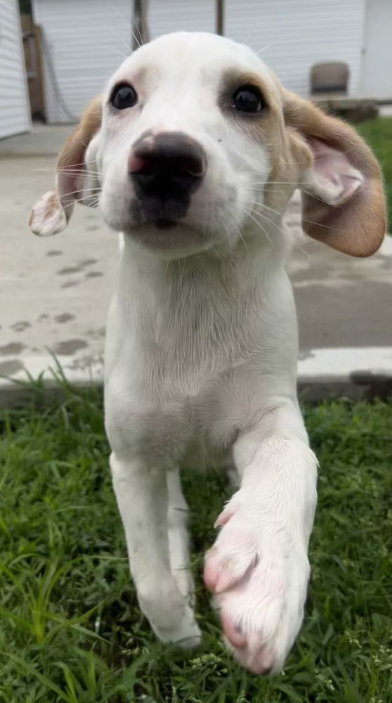 adoptable Dog in Aurora, IN named X for : Xandra