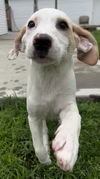 adoptable Dog in aurora, IN named X for : Xandra
