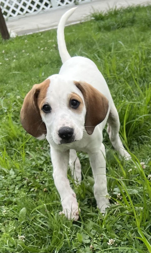 adoptable Dog in Aurora, IN named X for : Xanthia