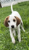 adoptable Dog in aurora, IN named X for : Xanthia