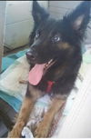 adoptable Dog in  named Maggie Rose