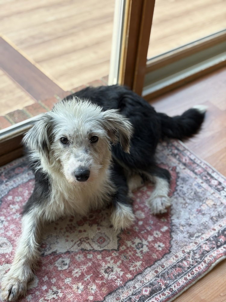 adoptable Dog in Aurora, IN named Louisa Lucille