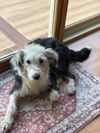adoptable Dog in aurora, IN named Louisa Lucille
