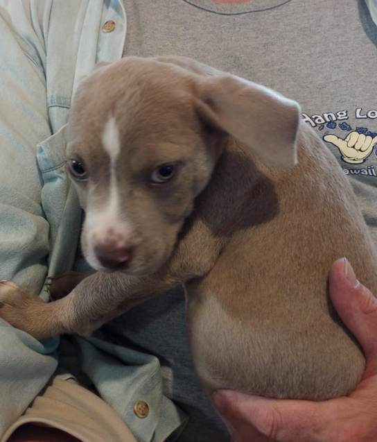 adoptable Dog in Aurora, IN named Precious Gems : Alexandrite