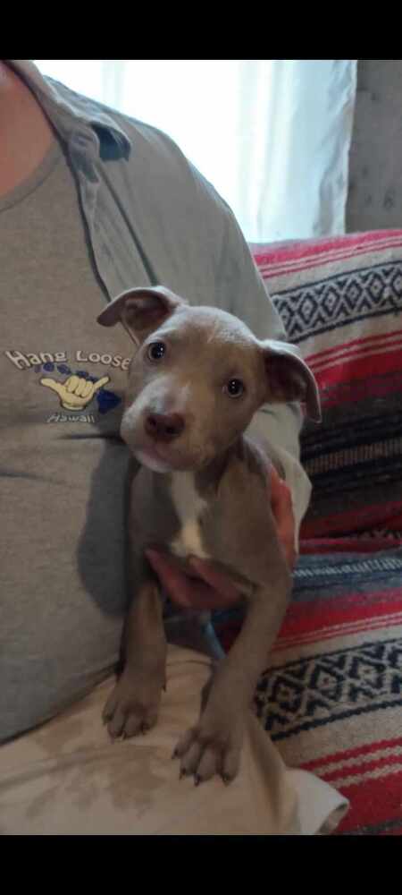 adoptable Dog in Aurora, IN named Precious Gems : Chalcedony