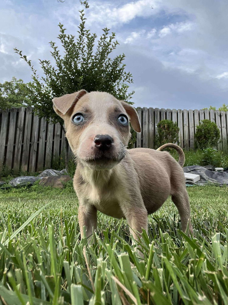 adoptable Dog in Aurora, IN named Precious Gems : Sapphire