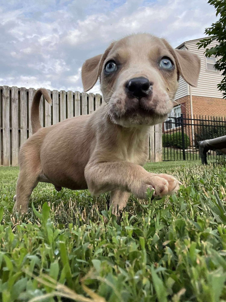 adoptable Dog in Aurora, IN named Precious Gems : Diamond