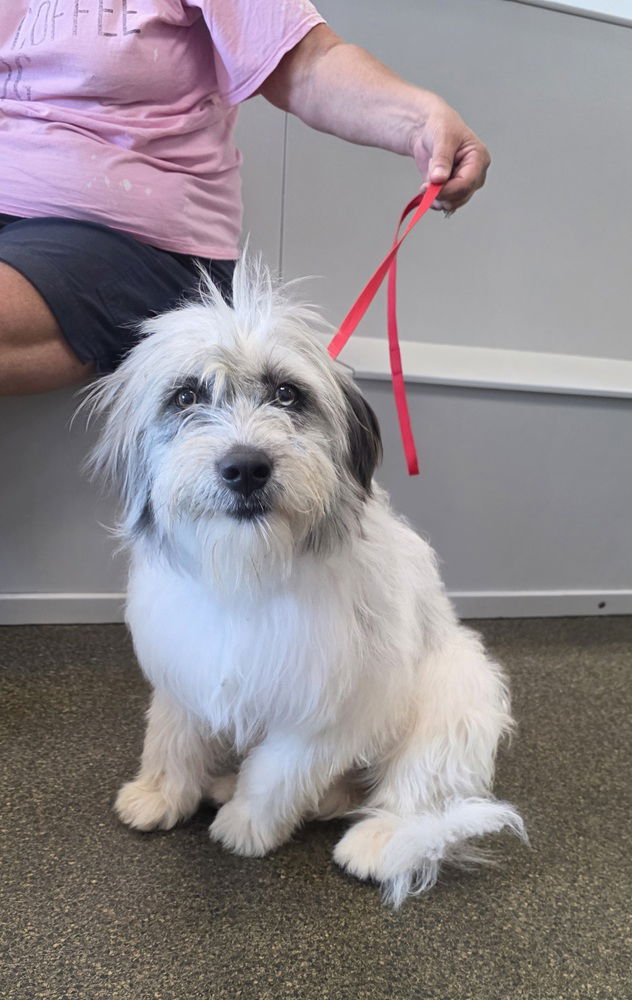 adoptable Dog in Aurora, IN named Golden Gals : Lucy