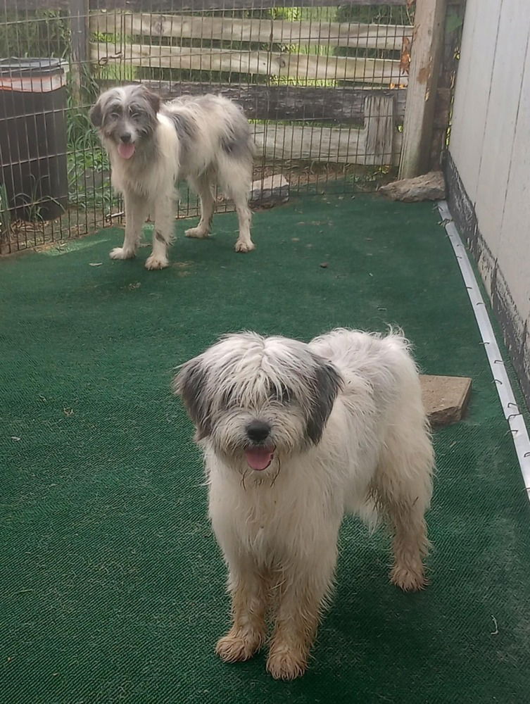 adoptable Dog in Aurora, IN named Golden Gals : Slevin