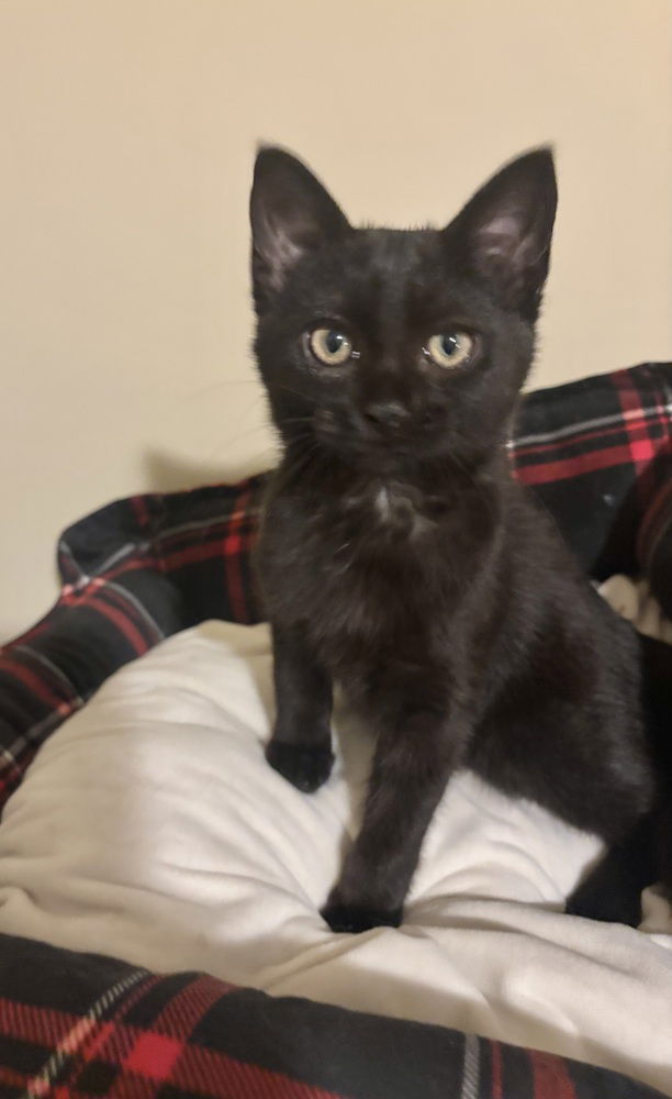adoptable Cat in Aurora, IN named Baughns : Willow
