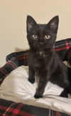 adoptable Cat in Aurora, IN named Baughns : Willow
