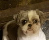 adoptable Dog in Aurora, IN named Holly Mae