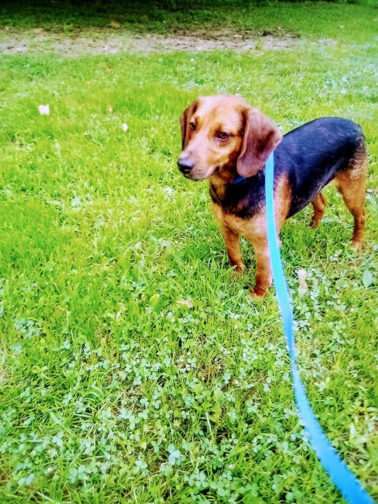 adoptable Dog in Aurora, IN named Snoopy Boopy