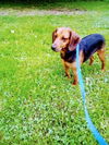 adoptable Dog in  named Snoopy Boopy
