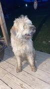 adoptable Dog in  named Bindi