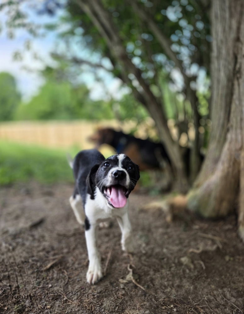 adoptable Dog in Aurora, IN named SRV Amazon : Heidi