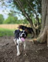 adoptable Dog in  named SRV Amazon : Heidi