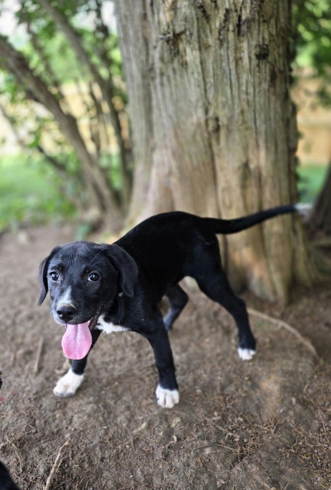 adoptable Dog in Aurora, IN named SRV Amazon : Jenna