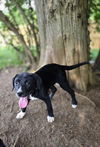 adoptable Dog in  named SRV Amazon : Jenna