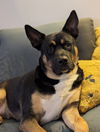 adoptable Dog in  named Ginny
