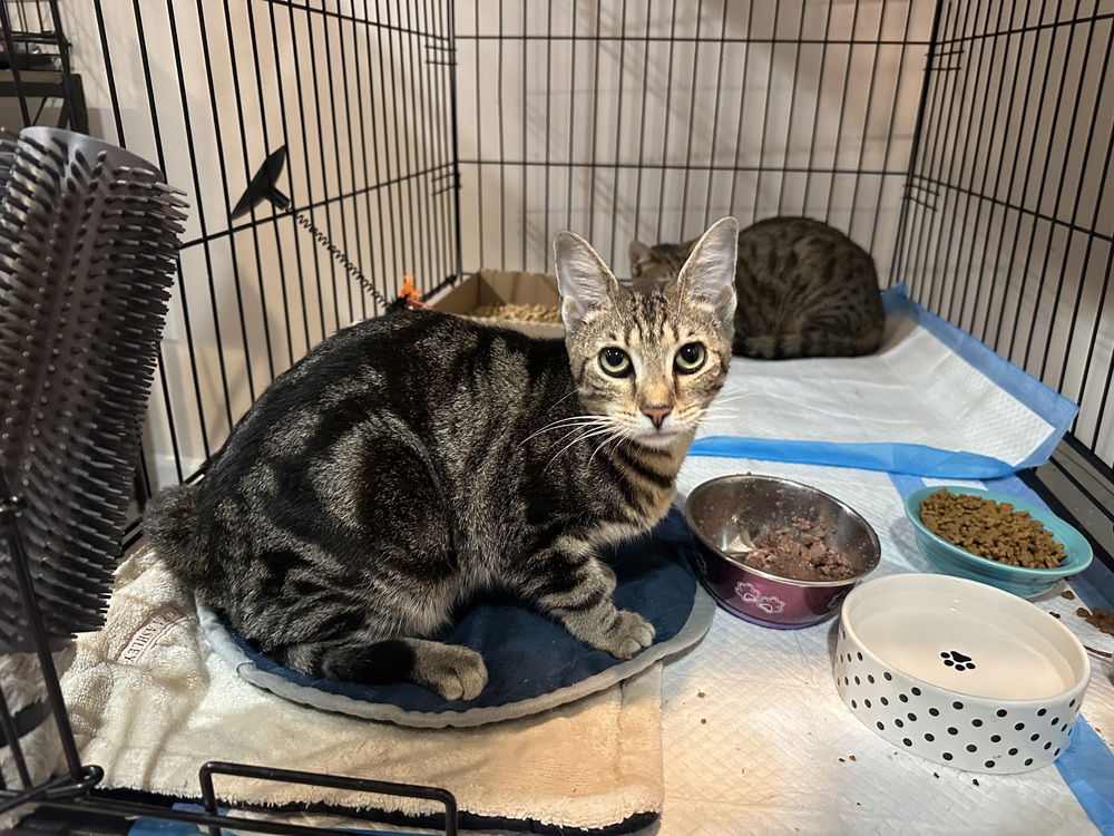adoptable Cat in Aurora, IN named S Kitties : Sugar