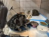 adoptable Cat in aurora, IN named S Kitties : Sugar