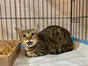 adoptable Cat in aurora, IN named S Kitties : Shiloh